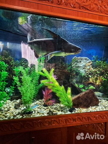 Аквариумная рыба