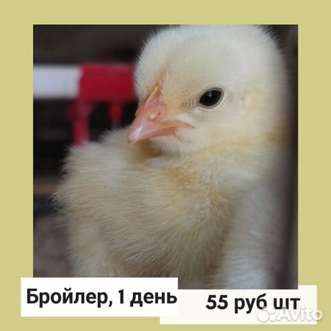 Цыплята и утята, бройлеры купить на Зозу.ру - фотография № 8
