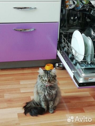 Отдадим кошку найденыша в добрые руки