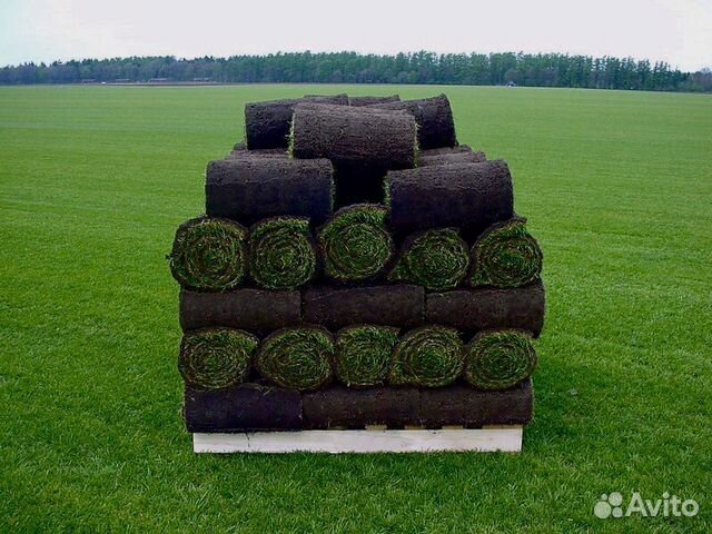 Рулонный газон Рулонный газон