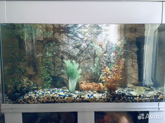 Аквариум с тумбой и рыбками Аквариум с тумбой и рыбками