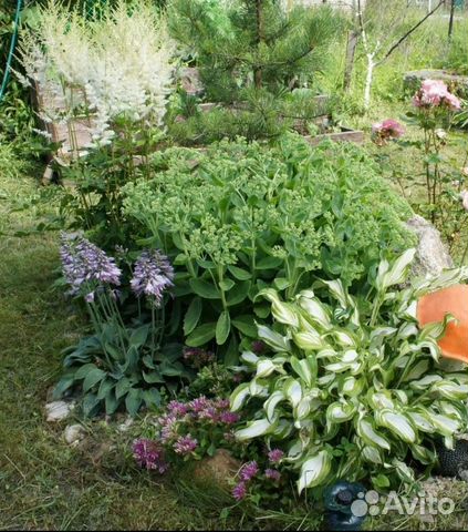 Хоста делёнки и большие кусты Хоста делёнки и большие кусты