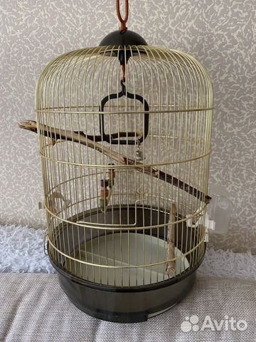 Клетка