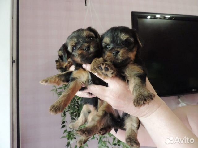 Yorkshire Terrier 89505948450 kaufen 2