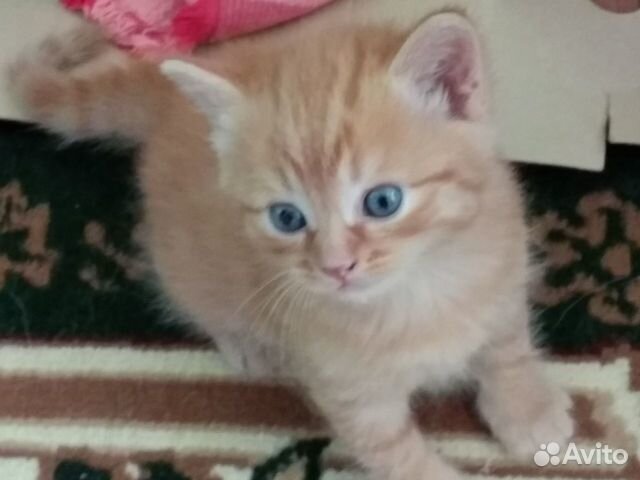 Котёнок рыжая кошечка 1,5 месяца купить на Зозу.ру - фотография № 5