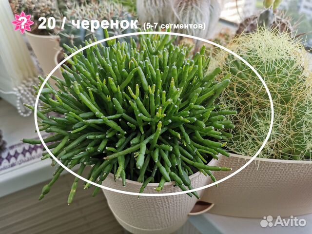 Кактусы, суккуленты, семена Кактусы, суккуленты, семена