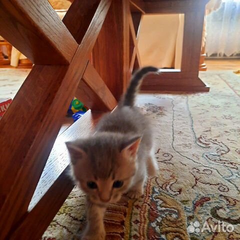 Кошка