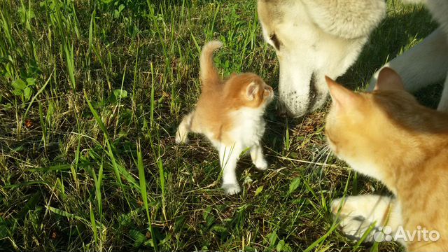 Котенок (кошечка)