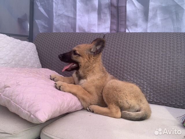 Ищет дом щенок Груша, 2 мес Ищет дом щенок Груша, 2 мес
