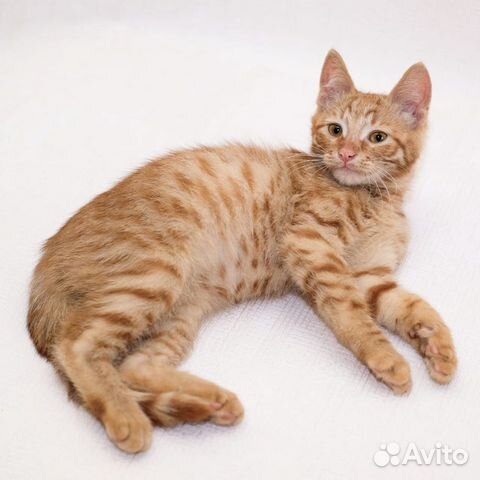 Котенок ищет дом Котенок ищет дом