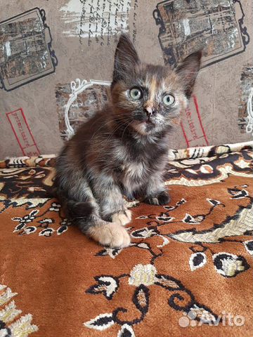 Кошка