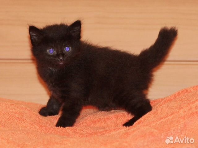 Котята 1 месяц