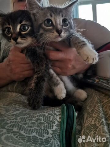 Kittens