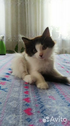 Дарю котёнка