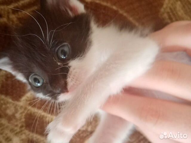Кошка Бусинка очень ласковая милая и игривая кошка
