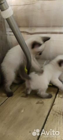 Кошка Кошка