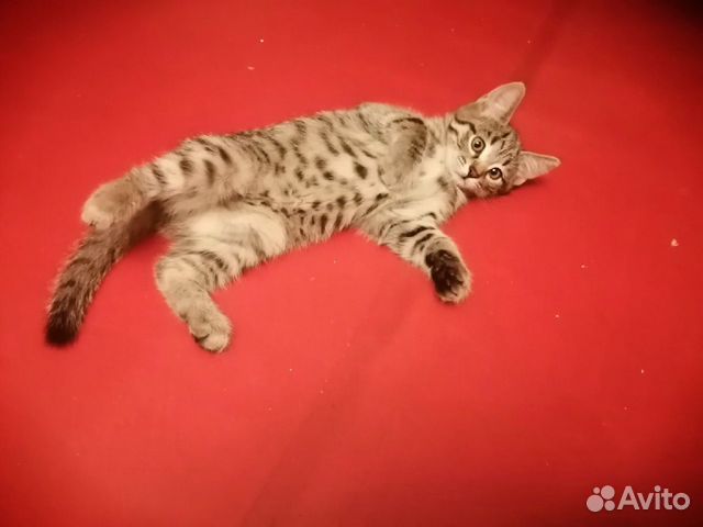 Котята бесплатно Котята бесплатно