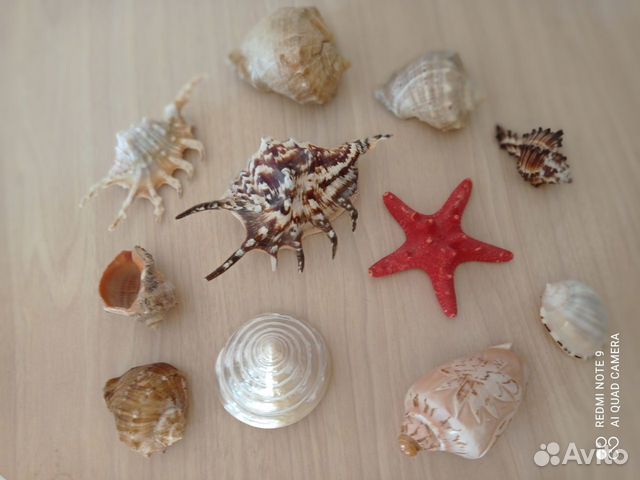 Ракушки для аквариума (набор) 11 штук