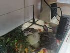 Красноухая черепаха с аквариумов и с фильтром