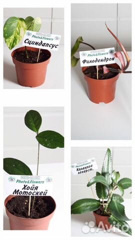 Комнатные растения