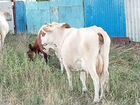 Коровы дойные молочные волгоградская область объявление продам