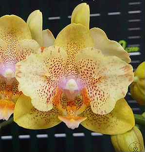 купить орхидею нижний новгород