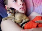 Котята которые очень любят детей Абиссинская