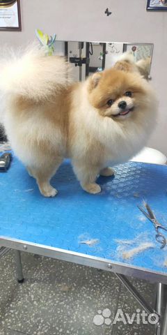 Померанский шпиц вязка