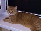Вязка кот шотландец познакомится с кошечкой объявление продам
