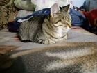 Кошки и кот объявление продам