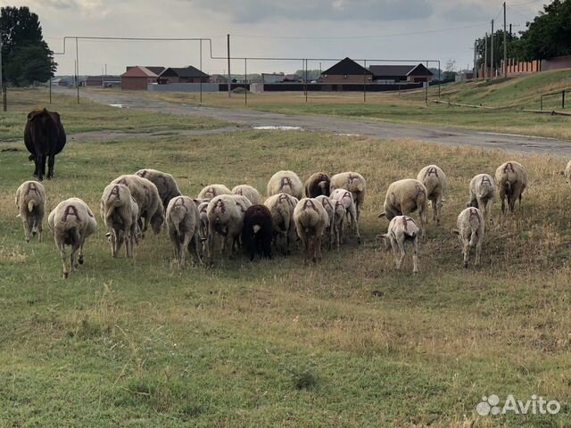 Овцы бараны ягнята