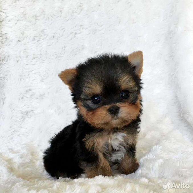 Maltese Maltese puppy, Puppies, Maltese dogs