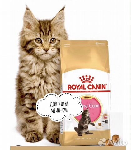 Royal Canin (роял канин) 8 кг для котят мейн-кун