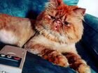 Персидский котик на вязку
