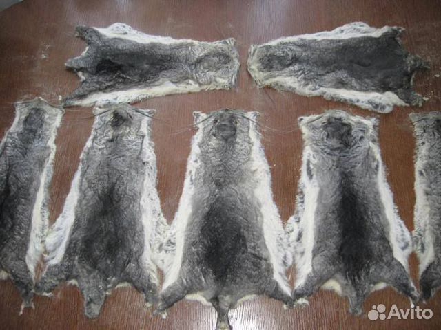 Шкурки шиншилл. Шиншилловые шкурки