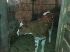 Корова голштинской породы, тёлочка объявление продам