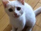 Белоснежный котенок живет на балконе объявление продам