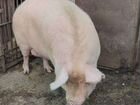 Свинья на мясо объявление продам