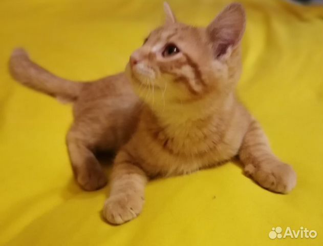 Рыжий малыш