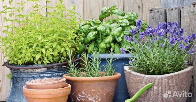 Семена овощи и травы для квартиры и балкона