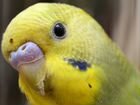 Отдам бесплатно волнистого попугая объявление продам
