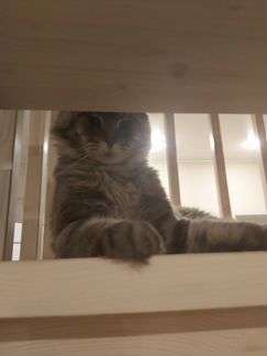 Мейн-кун котики на вязку