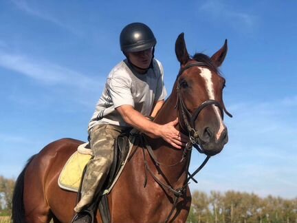 прокат лошадей. конюшня валищево. арендовать лошадь. прогулка на лошадях смоленск. суркун серкин.
