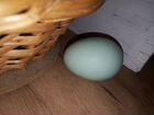 Яйцо инкубационное курочек Лакедандзи, цыпы вывод