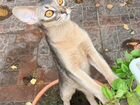 Абиссинская Кошка ищет жениха
