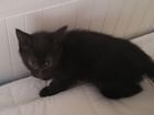Породистый чёрный котенок