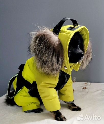 Одежда для собак