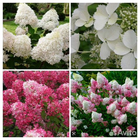 Гортензия метельчатая 7 сортов