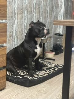 Американский Булли xl