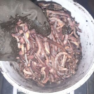 Черви для рыбалки, опт, доставка